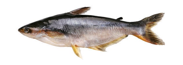 Carcass of pangasius