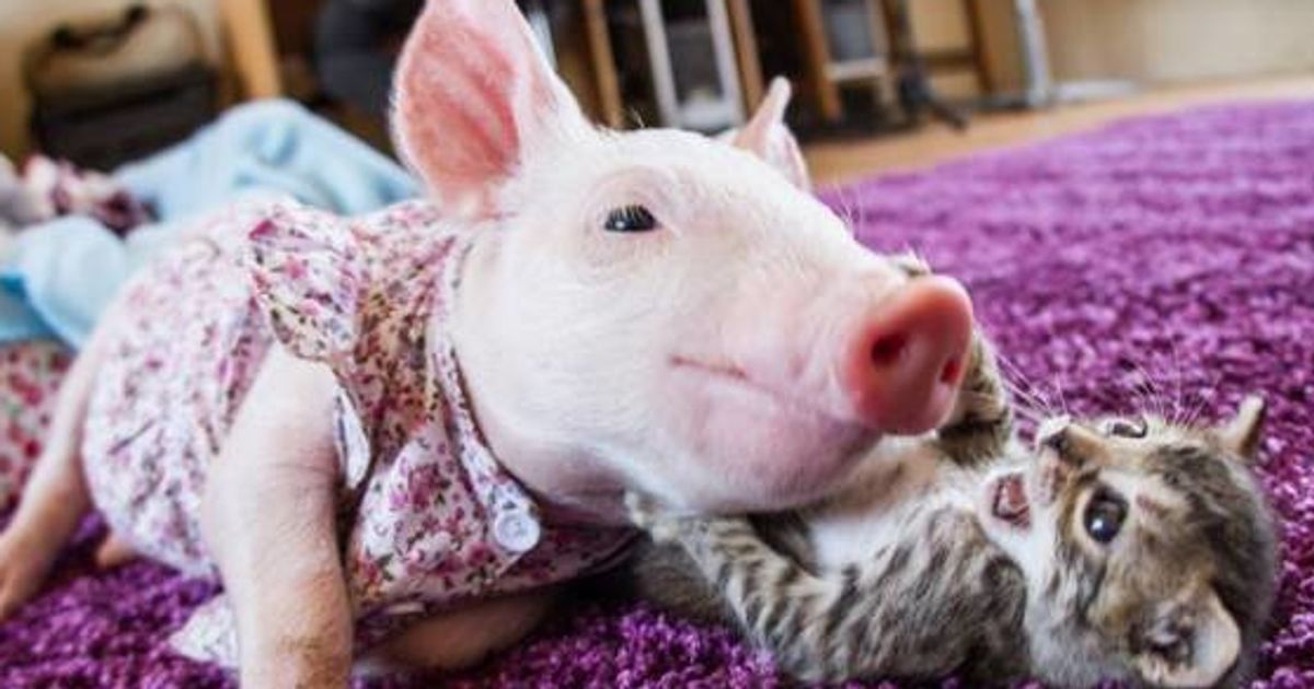 種の壁を越えた 子猫と子豚は親友になった 今とても幸せ 画像 ハフポスト
