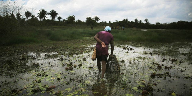 MARANHAO STATE, BRAZIL - NOVEMBER 21: Afro-Brazilians fish with traditional methods practiced for centuries in a wetland area of a deforested section of the Amazon basin on November 21, 2014 in Maranhao state, Brazil. Many Amazon wetlands are disappearing due to cattle ranching which plays a significant role in Amazon deforestation. The non-governmental group Imazon recently warned that deforestation in the Brazilian Amazon skyrocketed 450 percent in October of this year compared with the same month last year. The United Nations climate change conference begins December 1 in neighboring Peru. (Photo by Mario Tama/Getty Images)