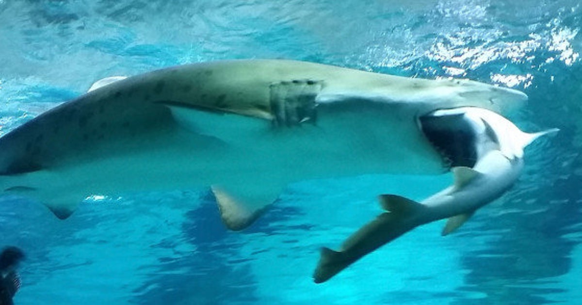 サメがサメをガブリ 今度はソウルの水族館で 画像集 ハフポスト