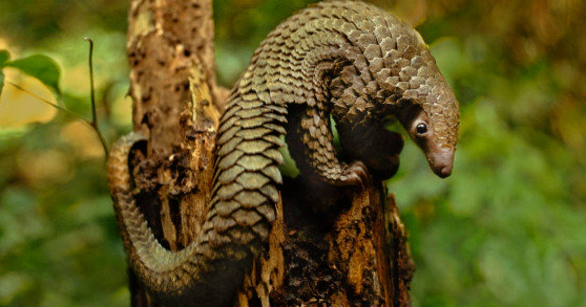 ココノオビアルマジロ 剥製 ワシントン条約 ・日本国内法（種の保存法