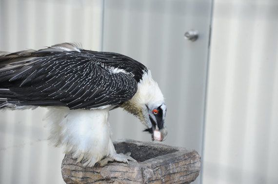 日本最後のヒゲワシが好物の骨をごくり 静岡市立日本平動物園 ハフポスト