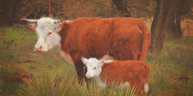 Two miniature herefords standing in a Texas field.