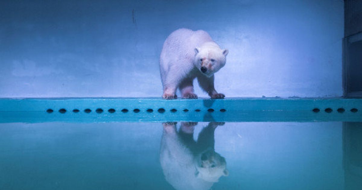 中国の「世界一かわいそうな」シロクマ、一時的に両親のいる動物園に