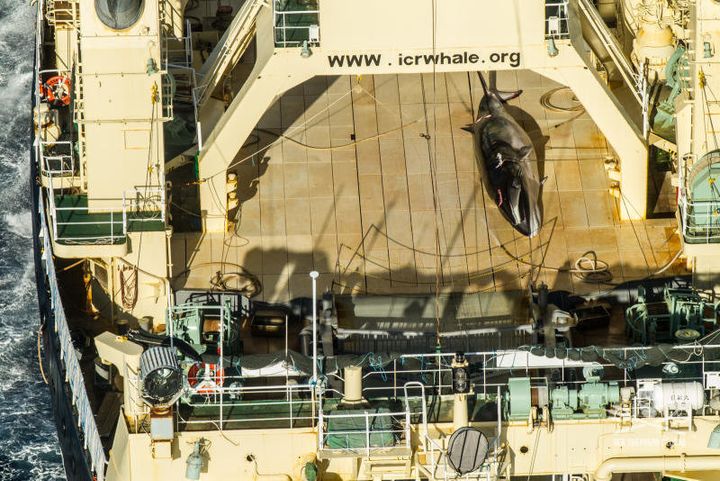 オーストラリア海域で確認されたとする死んだミンククジラを乗せた日本の捕鯨船（シーシェパード）