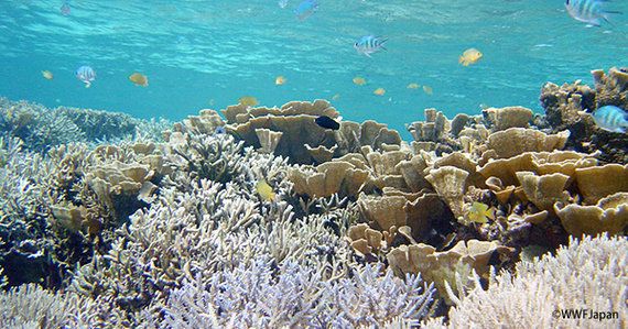 16年のサンゴ礁の大規模白化とその後 ハフポスト