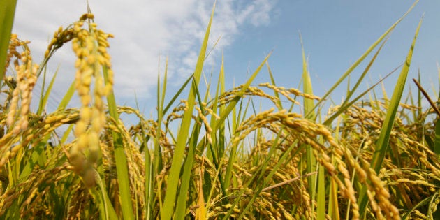 A rice field is seen in Soma, about 40 km (25 miles) north of the tsunami-crippled Fukushima Daiichi nuclear power plant, in Fukushima prefecture, September 10, 2011. REUTERS/Kim Kyung-Hoon (JAPAN - Tags: AGRICULTURE ANNIVERSARY DISASTER)