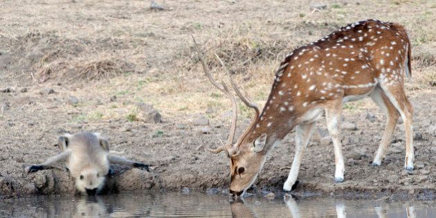 Black-faced Lungour monkey drinks water in unison with a Chital spotted deer from a waterhole in which they are reflected, Ranthambore, Rajasthan, India