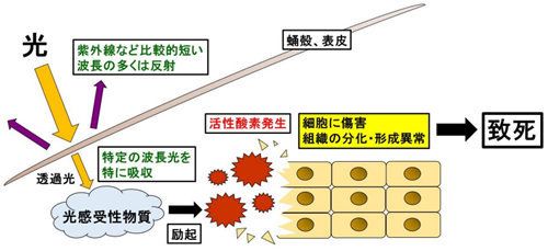 青は殺虫光線だった 虫たちで発見 ハフポスト