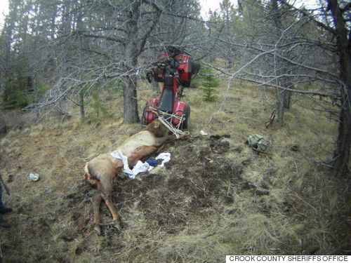 殺された鹿がハンターに逆襲。ツノに突き刺される（画像） | ハフポスト NEWS