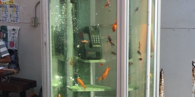 人類滅亡後の世界みたいだ。電話ボックスの中を泳ぐ金魚たち