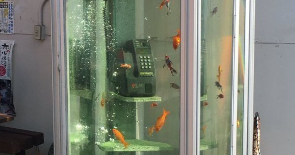 人類滅亡後の世界みたいだ 電話ボックスの中を泳ぐ金魚たち ハフポスト