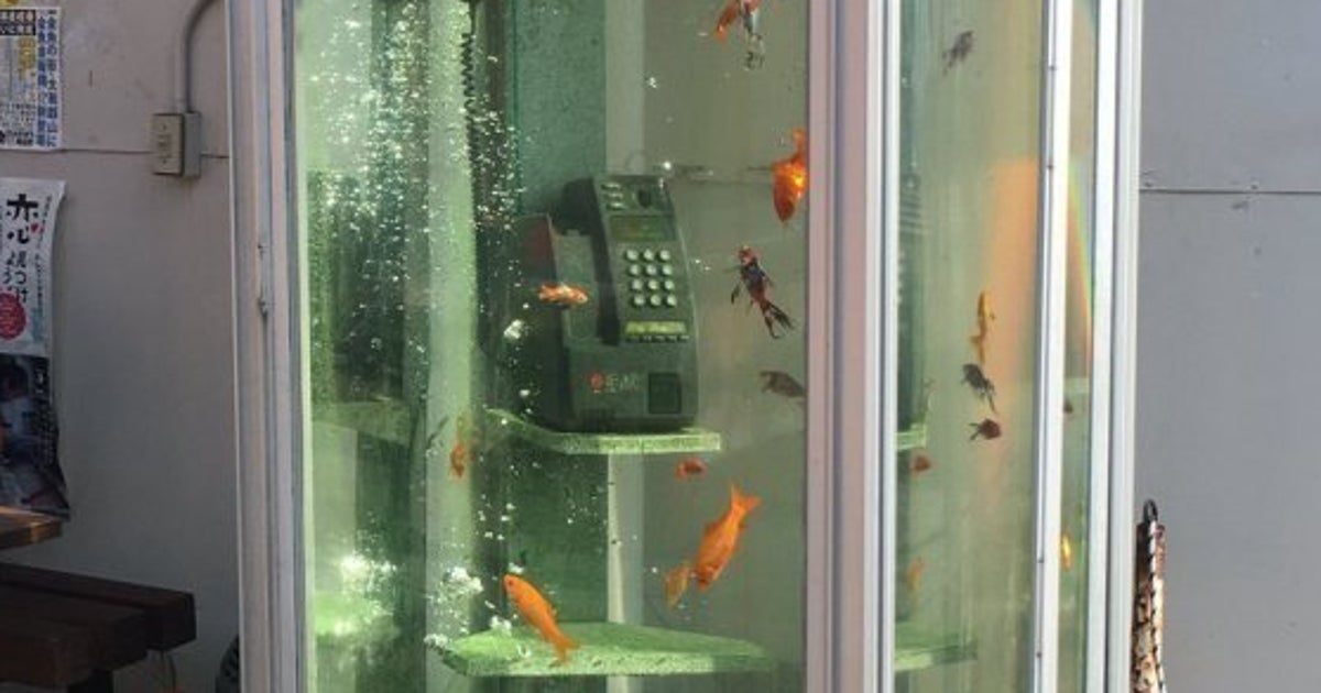 人類滅亡後の世界みたいだ 電話ボックスの中を泳ぐ金魚たち ハフポスト 人類滅亡後の世界みたいだ 電話ボックスの中を泳ぐ金魚たち ハフポスト