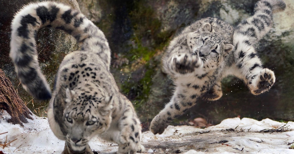 ユキヒョウ親子が追いかけっこ 躍動するモフモフがヤバい 写真 ハフポスト