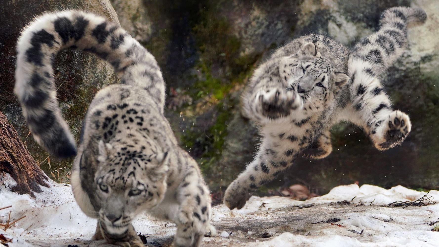 ユキヒョウ親子が追いかけっこ 躍動するモフモフがヤバい 写真 ハフポスト News