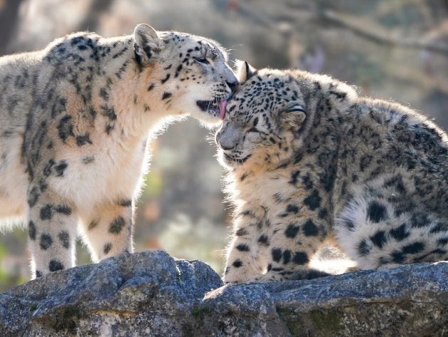 ユキヒョウ親子が追いかけっこ 躍動するモフモフがヤバい 写真 ハフポスト
