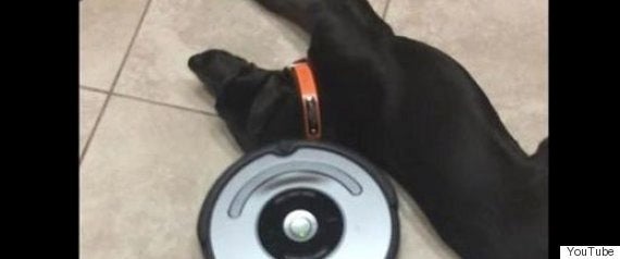 想像を絶するデカさ 世界一背の高い犬 画像 ハフポスト