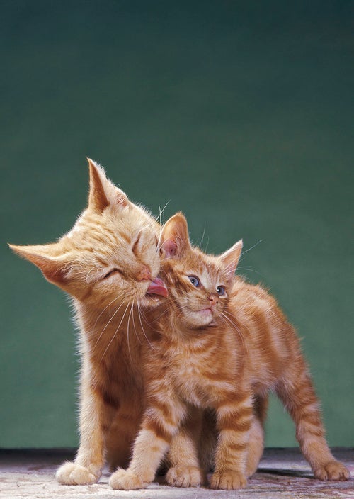 ネコ写真のパイオニア 95歳の写真家が撮った猫たちはこんなに色鮮やか