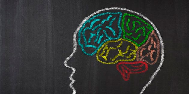 Human Brain Lobes on Blackboard
