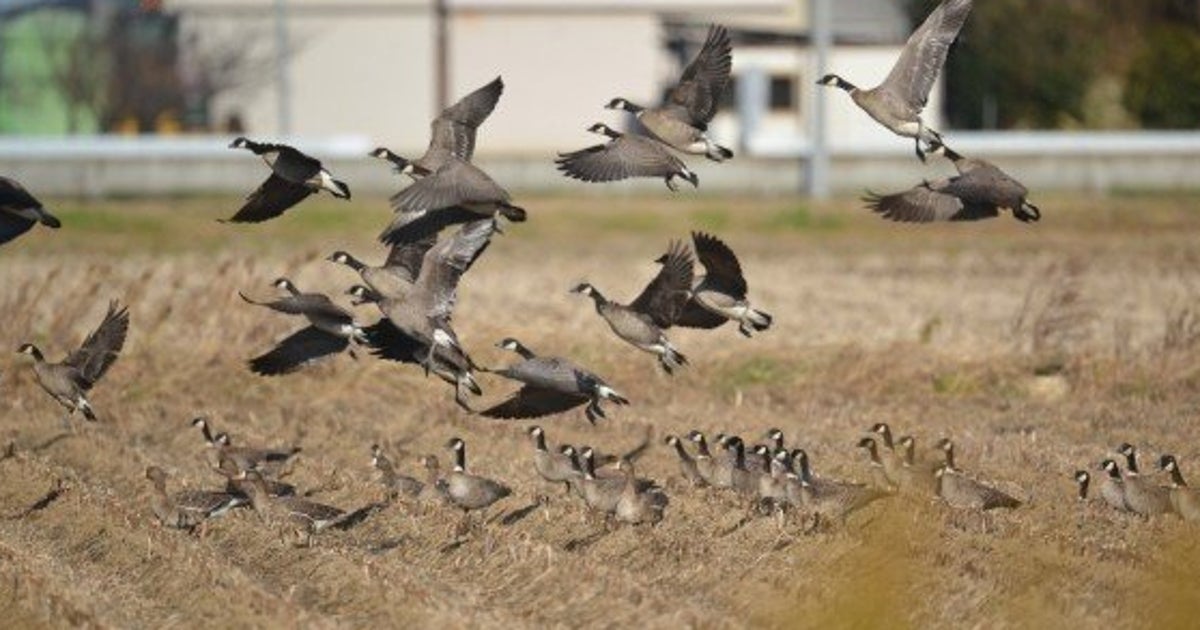 絶滅危機の渡り鳥シジュウカラガンが復活 そっくりのカナダガンは消えた ハフポスト