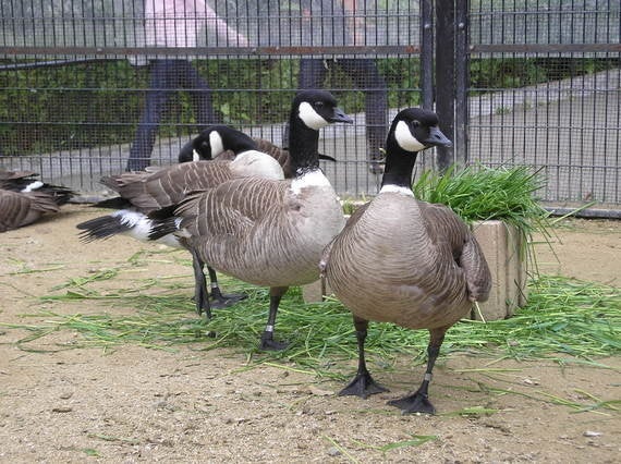 絶滅危機の渡り鳥シジュウカラガンが復活 そっくりのカナダガンは消えた ハフポスト News