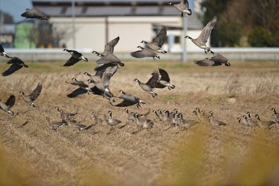 絶滅危機の渡り鳥シジュウカラガンが復活 そっくりのカナダガンは消えた ハフポスト News