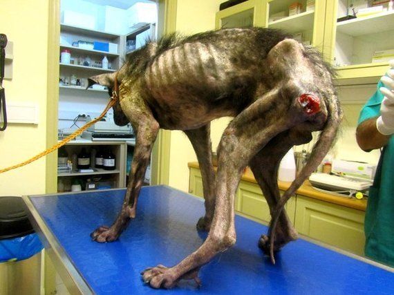 餓死寸前の犬を救ったのは ほんの少しの愛だった 2カ月で劇的に変わる 画像 ハフポスト News