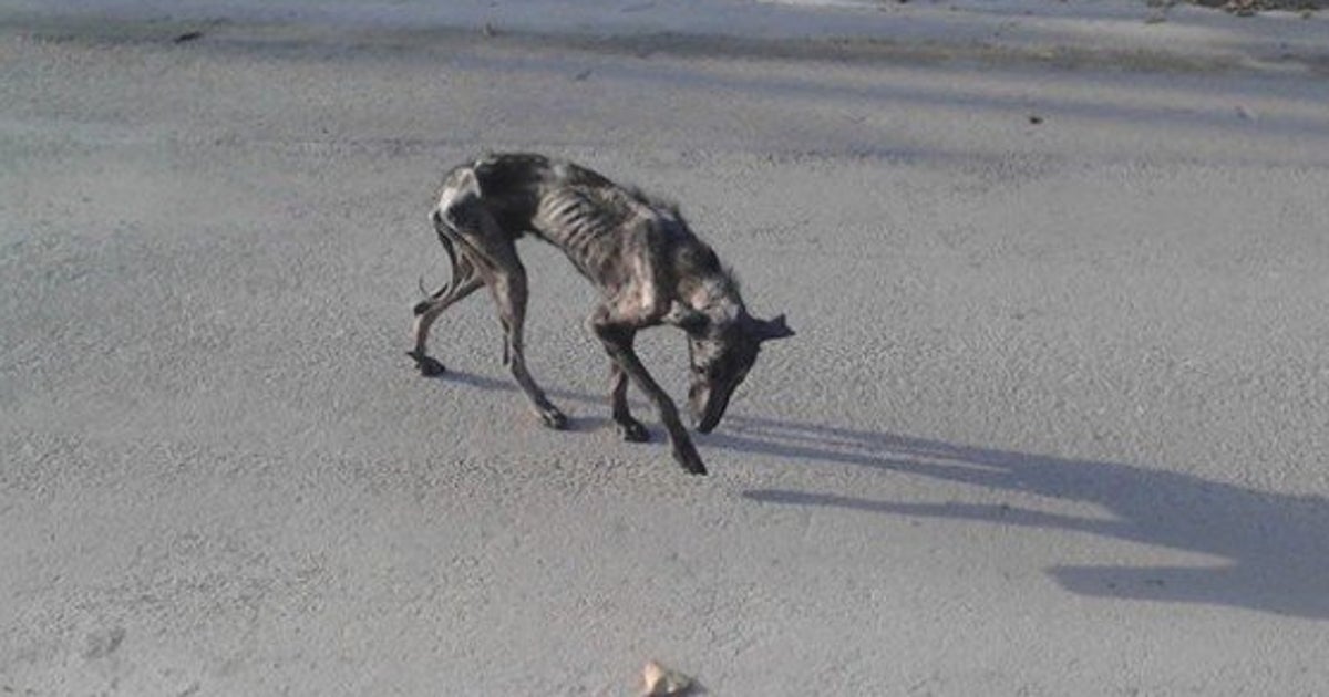 餓死寸前の犬を救ったのは ほんの少しの愛だった 2カ月で劇的に変わる 画像 ハフポスト