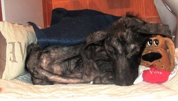 餓死寸前の犬を救ったのは ほんの少しの愛だった 2カ月で劇的に変わる 画像 ハフポスト