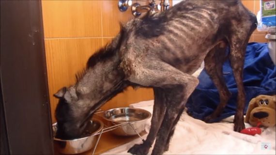 餓死寸前の犬を救ったのは ほんの少しの愛だった 2カ月で劇的に変わる 画像 ハフポスト