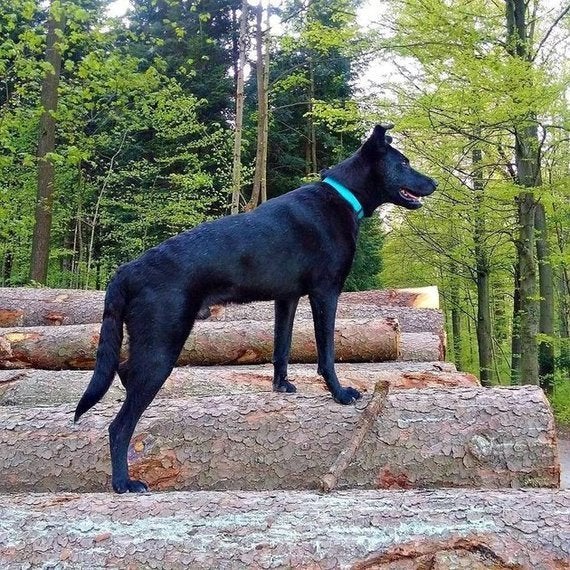 餓死寸前の犬を救ったのは ほんの少しの愛だった 2カ月で劇的に変わる 画像 ハフポスト