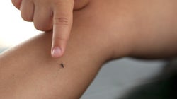 ジカ熱対策にとって大切なこと