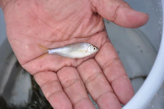 絶滅危惧種 たった数匹しか生きていなかったヤリタナゴをもう一度呼び戻したい 15年の軌跡 ハフポスト News