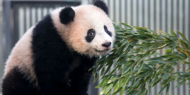 TOKYO, JAPAN - FEBRUARY 01: Giant panda cub Xiang Xiang plays on a tree at Ueno Zoological Gardens on February 1, 2018 in Tokyo, Japan. The seven-month-old panda cub went on view for the general public on February 1, 2018, a month and half after she debuted to the limited public with tickets obtained via a lottery process. (Photo by Tomohiro Ohsumi/Getty Images)