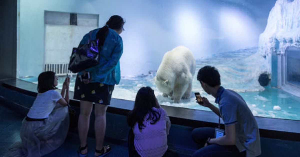 世界で最も悲惨な動物園 のシロクマ 精神状態がピンチに ハフポスト