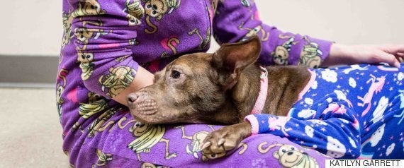 ホノルルの動物保護施設が 保護動物ゼロ に 最後の養子となった犬に温かい送別式 動画 ハフポスト