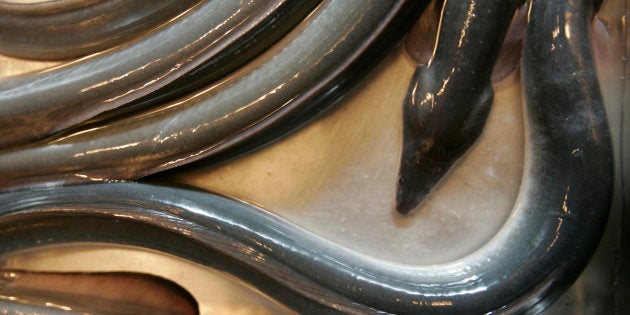 Japanese eels are cooled in a sink before being cooked at an eel restaurant 'Yaotoku' in Tokyo July 26, 2007. Many Japanese eat vitamin-rich eel in summer to bolster their stamina after days of heat-enervated appetites, especially so on Eel Day -- formally known as