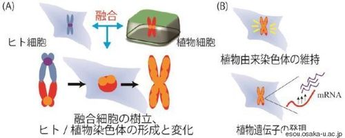 人間と植物の細胞融合、世界で初めて成功 「進化の謎を解く手がかりに」 | ハフポスト NEWS