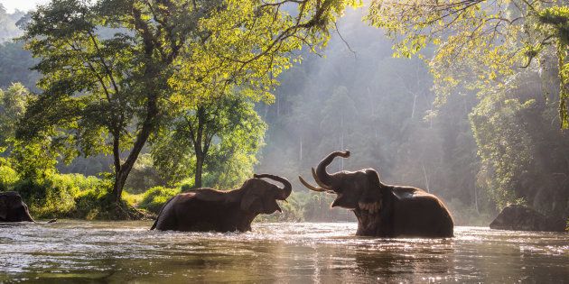 The elephant playing water in the river