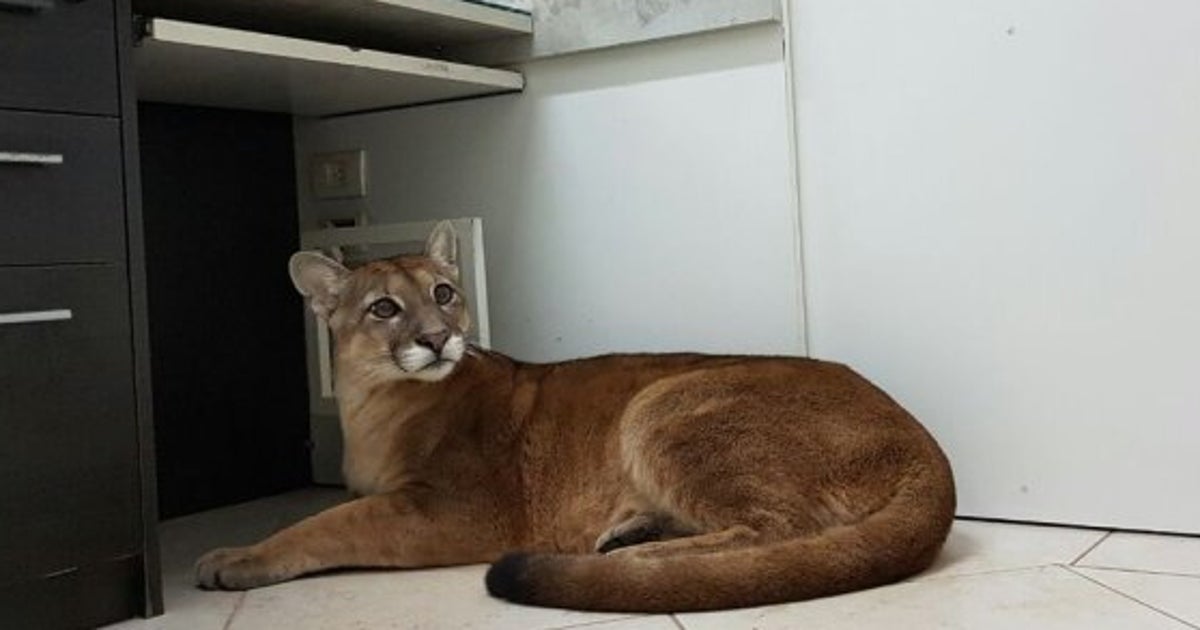 オフィスでくつろぐ可愛い猫 いや 野生のピューマだ 動画 ハフポスト