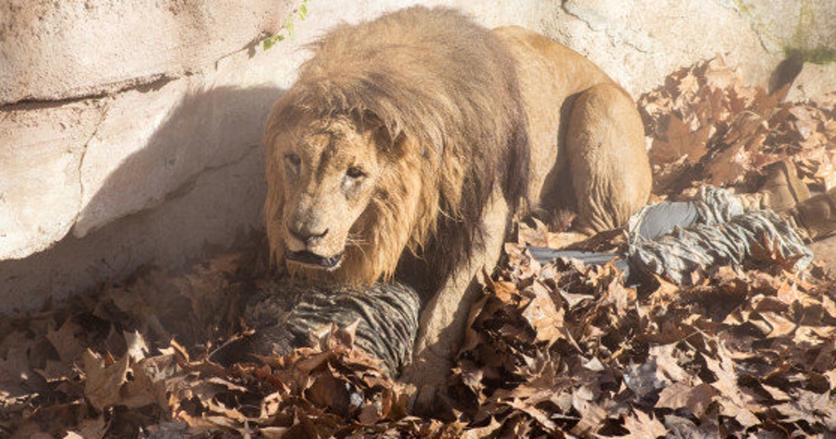 ネオナチの男性、ライオンの群れに飛び込む 何をしたかったのか