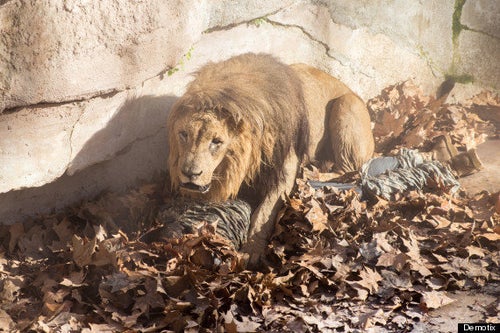 ネオナチの男性、ライオンの群れに飛び込む 何をしたかったのか