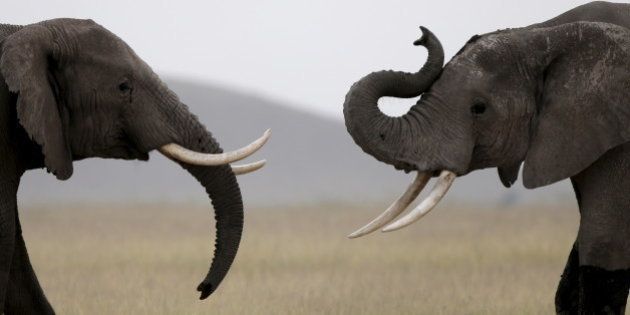 Elephants play in Amboseli National park, Kenya, February 10, 2016. REUTERS/Goran Tomasevic