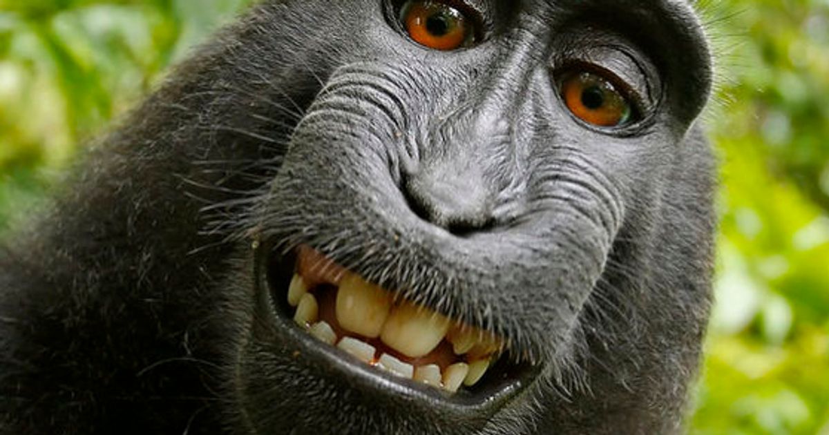 サルに著作権ない 自撮り写真めぐる裁判 動物愛護団体が敗訴 ハフポスト