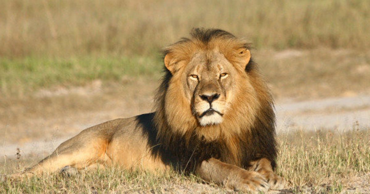ジンバブウェで殺されたライオンと南アで殺されるために繁殖させられているライオンたち ハフポスト