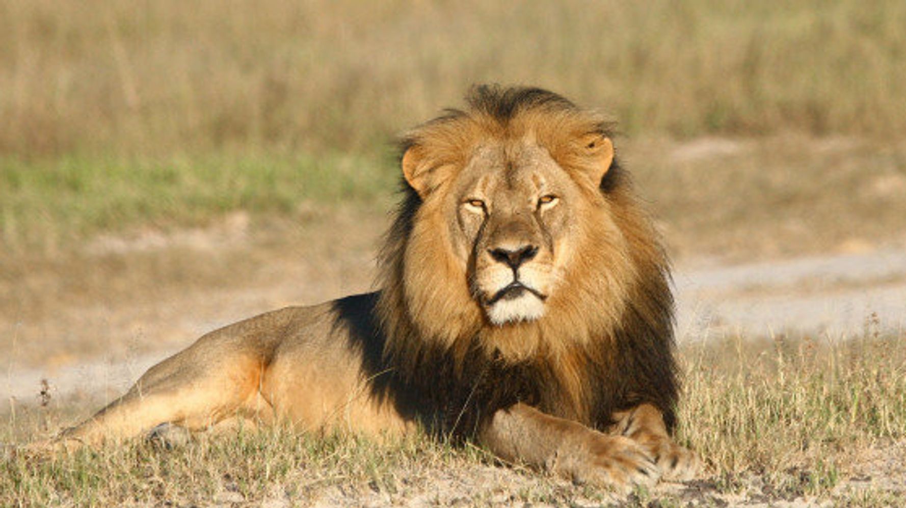 ジンバブウェで殺されたライオンと南アで殺されるために繁殖させられているライオンたち ハフポスト News