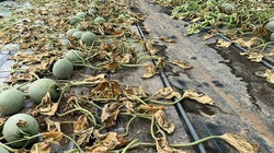 富良野メロン6600玉が全滅 何者かが除草剤?農家が憤り「こんなことをする人いるのか」
