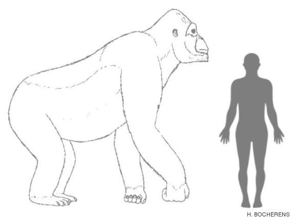 実在したキングコング 絶滅の理由は美女じゃなかった 研究結果 ハフポスト 実在したキングコング 絶滅の理由は美女じゃなかった 研究結果 ハフポスト