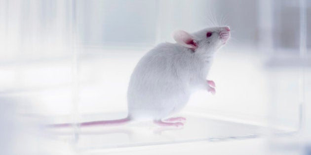 Mouse looking up in laboratory