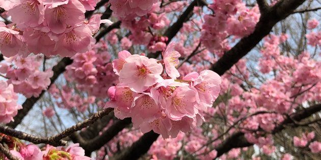 桜 満開になりました 花見客で上野公園にぎわう ハフポスト